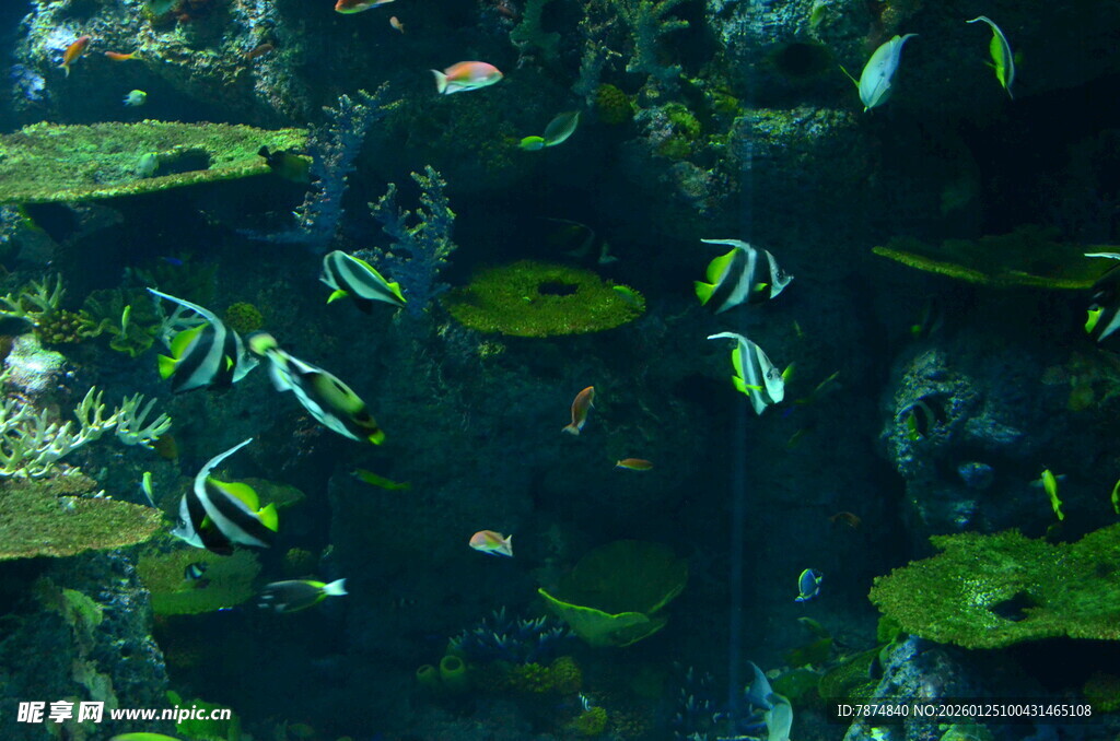 水下畅游的多彩热带鱼