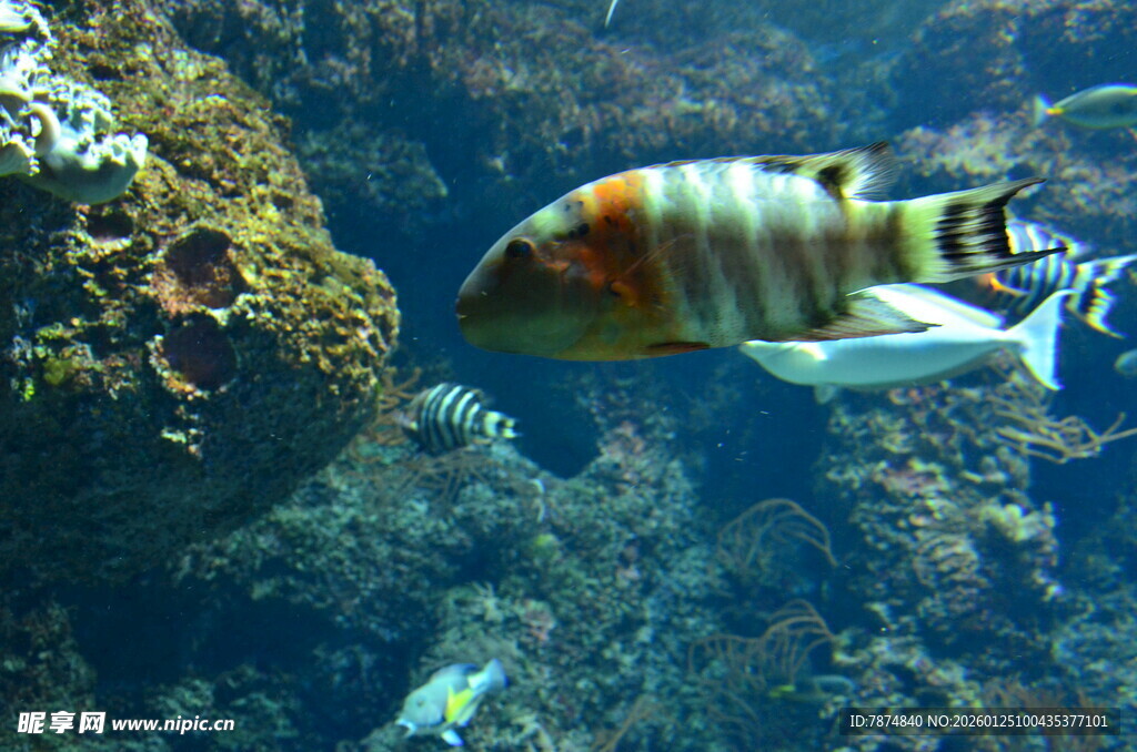海洋中游动的多彩条纹鱼