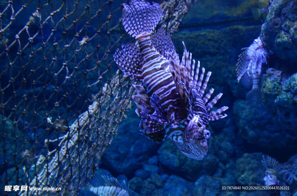 水中游动的美丽狮子鱼