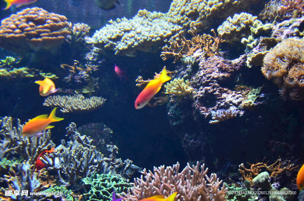 多彩海底世界的热带鱼