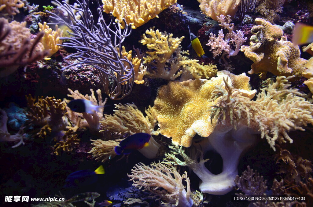 多彩海底珊瑚景观