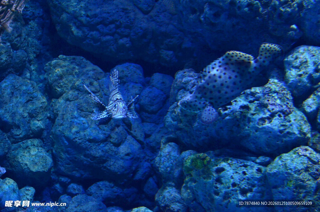 蓝色海底珊瑚景观