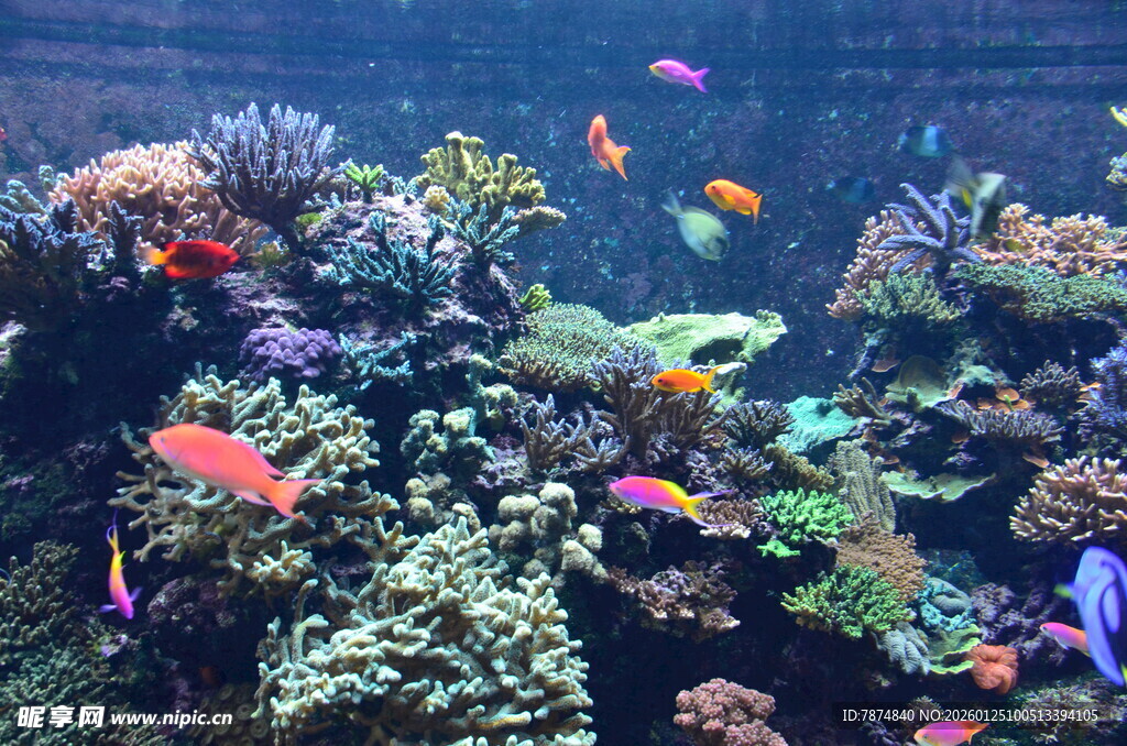 多彩海底世界的美丽珊瑚鱼