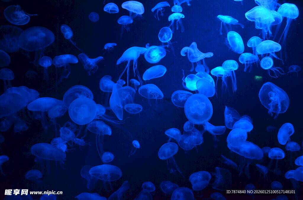 梦幻蓝色水母群