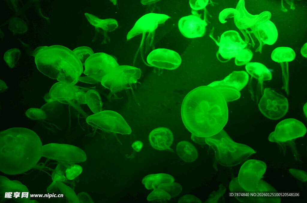 绿色水母群在水中游动
