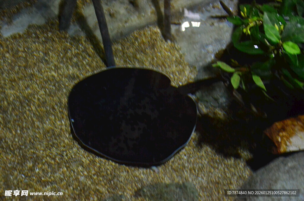 水族箱中的黑色魟鱼