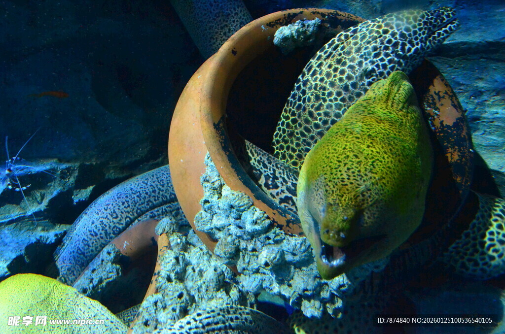 陶罐中的多彩海鳗