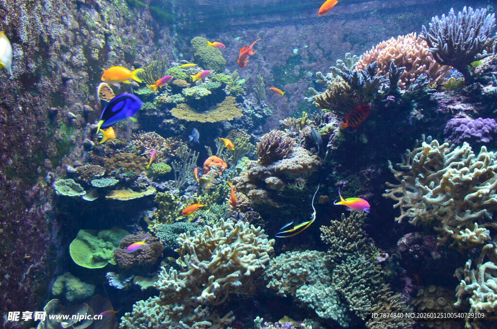 多彩海底世界的美丽景象