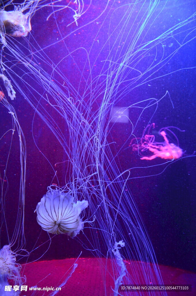 梦幻水母在水中优雅游动