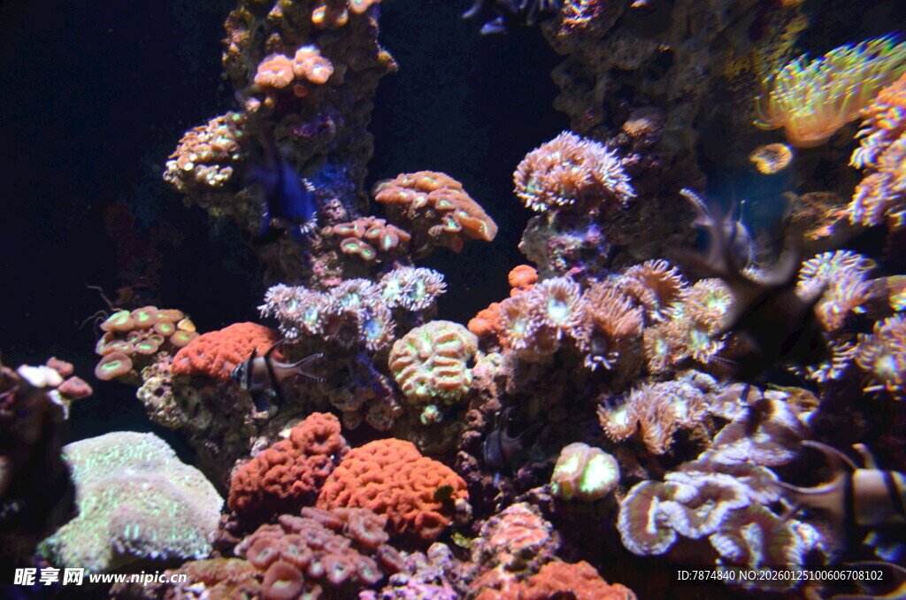 多彩海底珊瑚景观