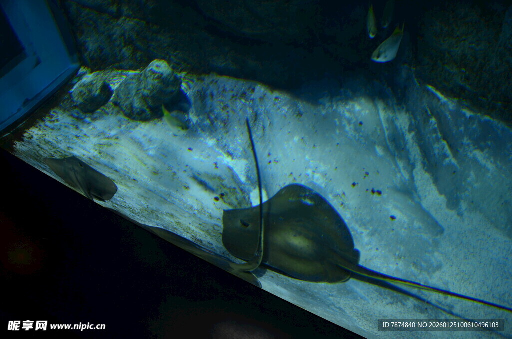 水族馆中的神秘魟鱼