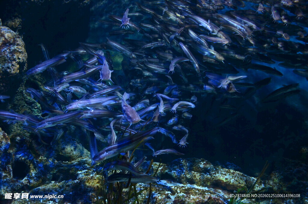 海底群鱼共舞的美妙景象