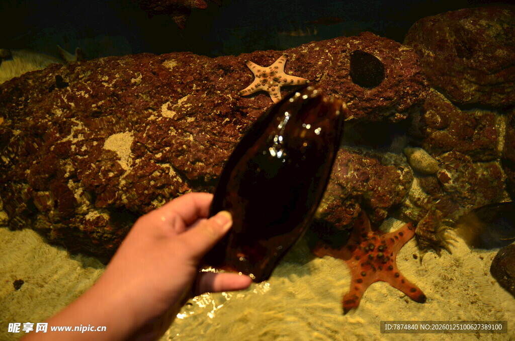 手捧海星于海底场景