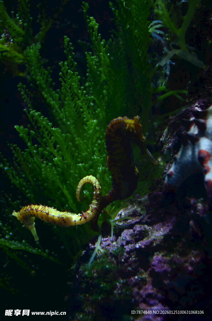 水中悠游的美丽海马