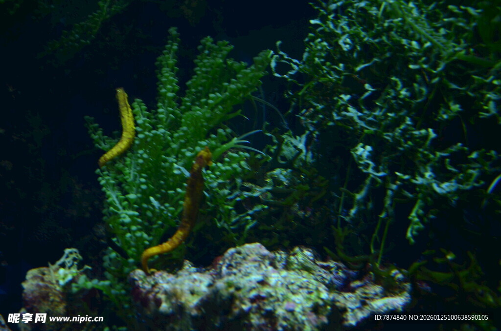 水族箱中的黄色海鳗