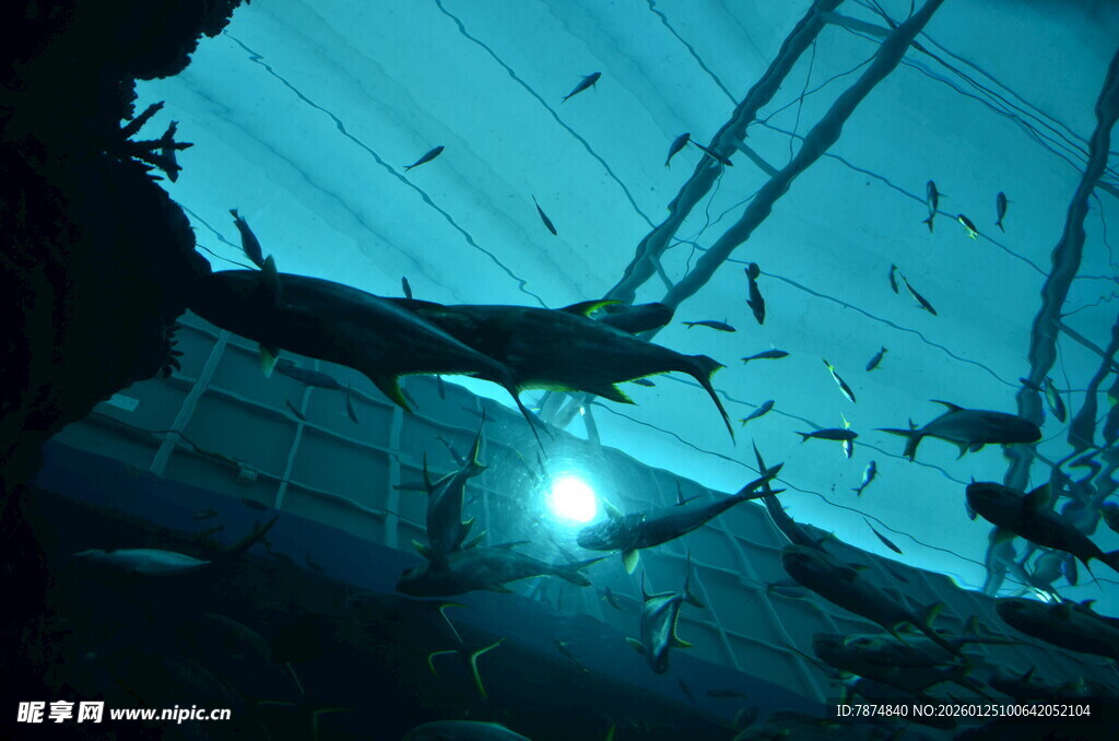 深海潜水员与群鱼共舞