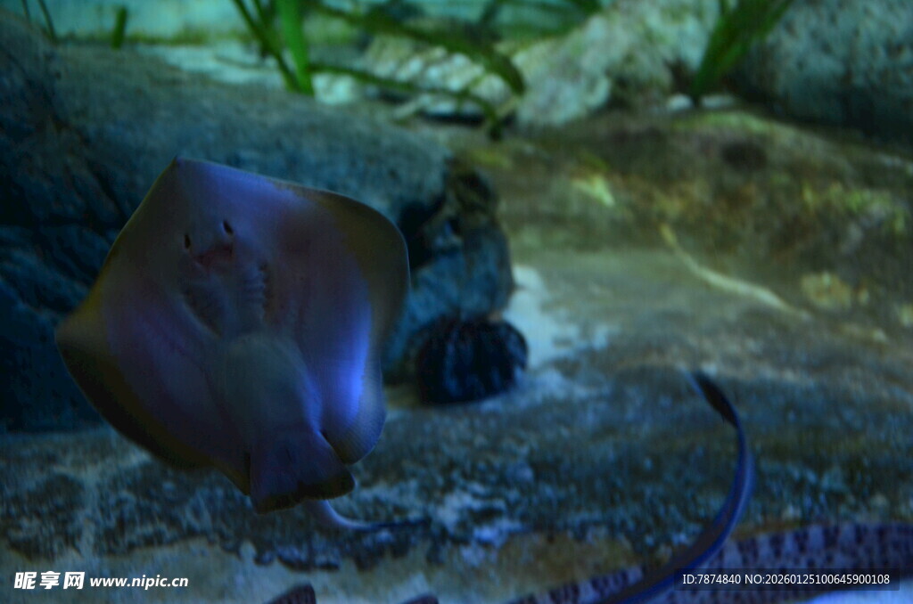 海底神秘生物与海蛇