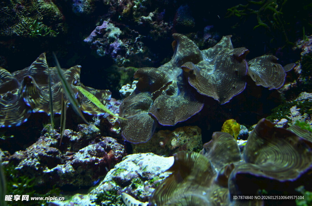 海底多彩珊瑚景观