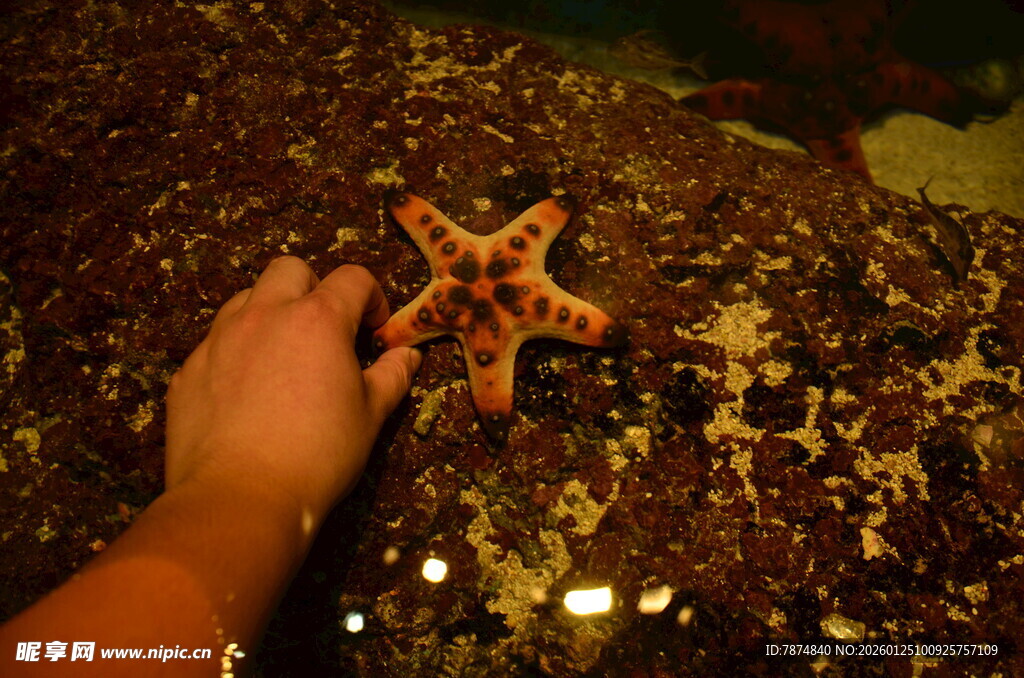 手触海星于礁石上