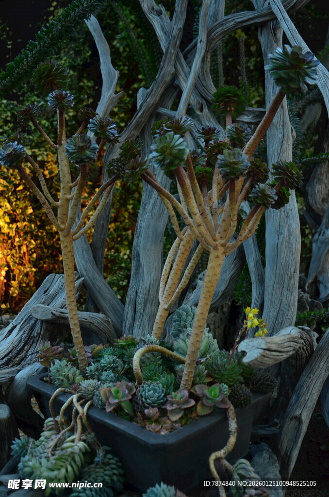 古朴盆景 尽显自然之韵