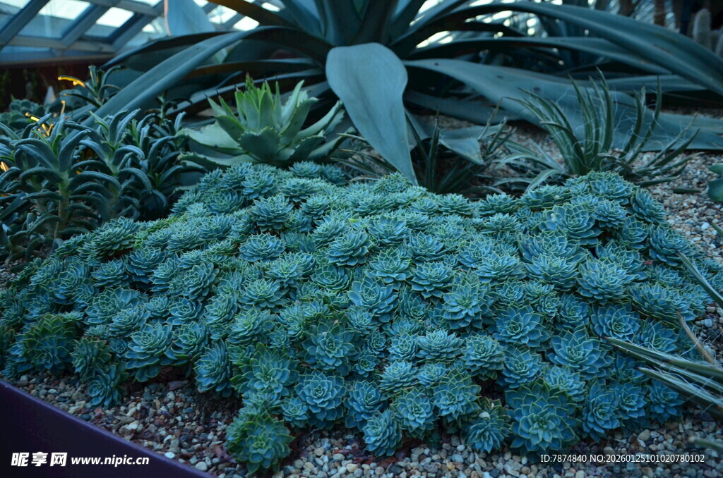 蓝绿色多肉植物景观