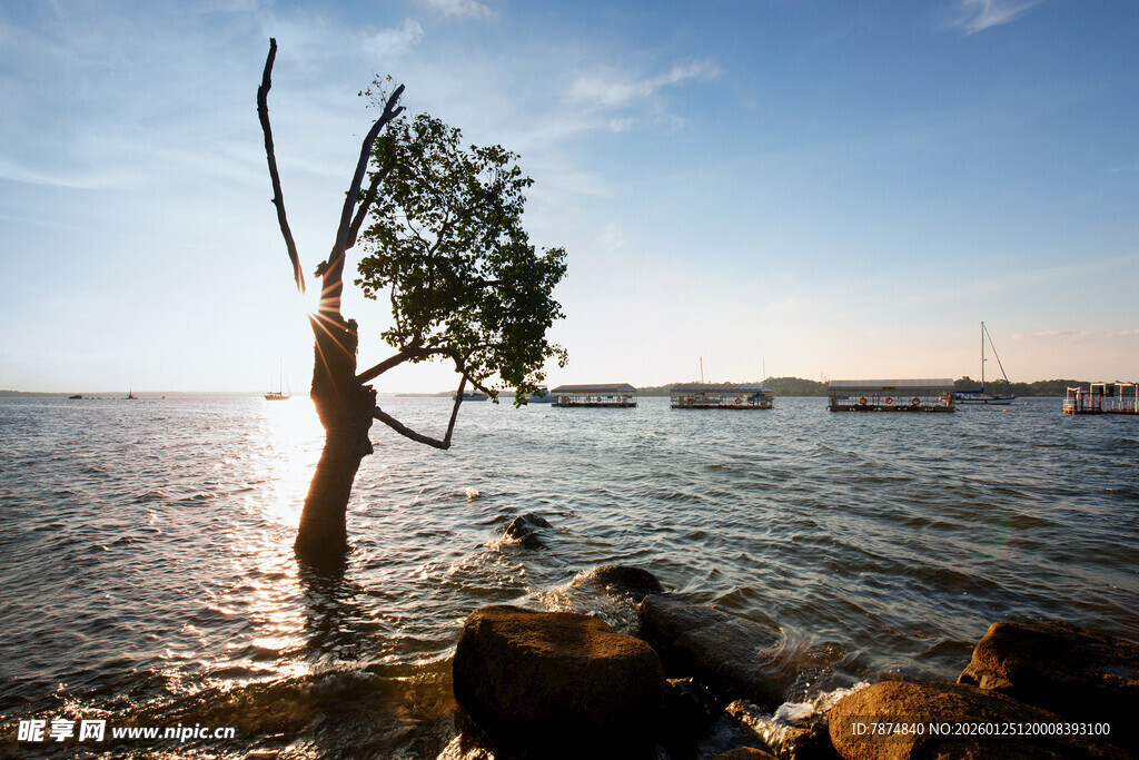 海边孤树迎日出美景