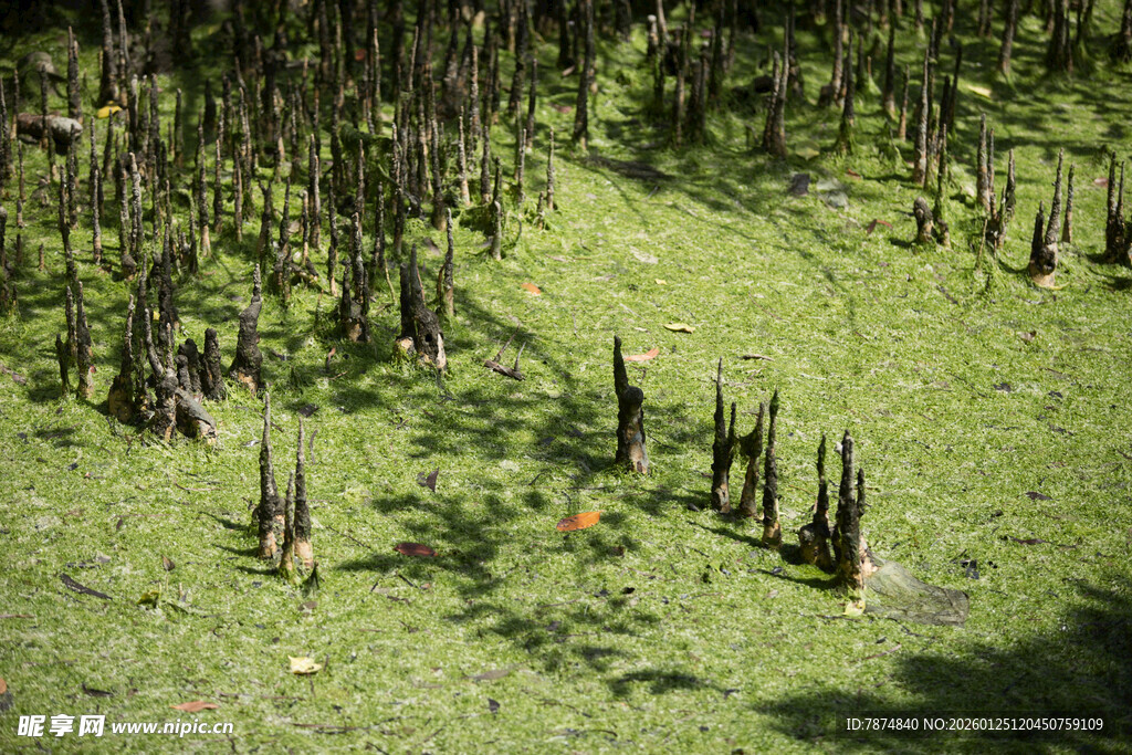 林间草地与树桩景观 新加坡