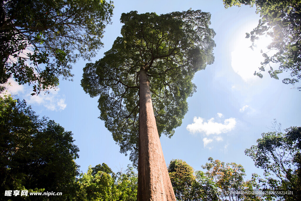 仰望参天巨树 绿意盎然 新加坡