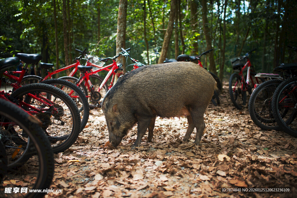 林间野猪与停放的自行车 新加坡