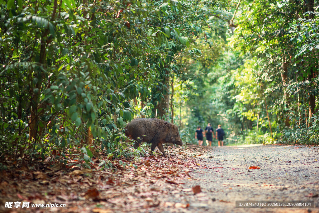 新加坡林间小道上的野猪群