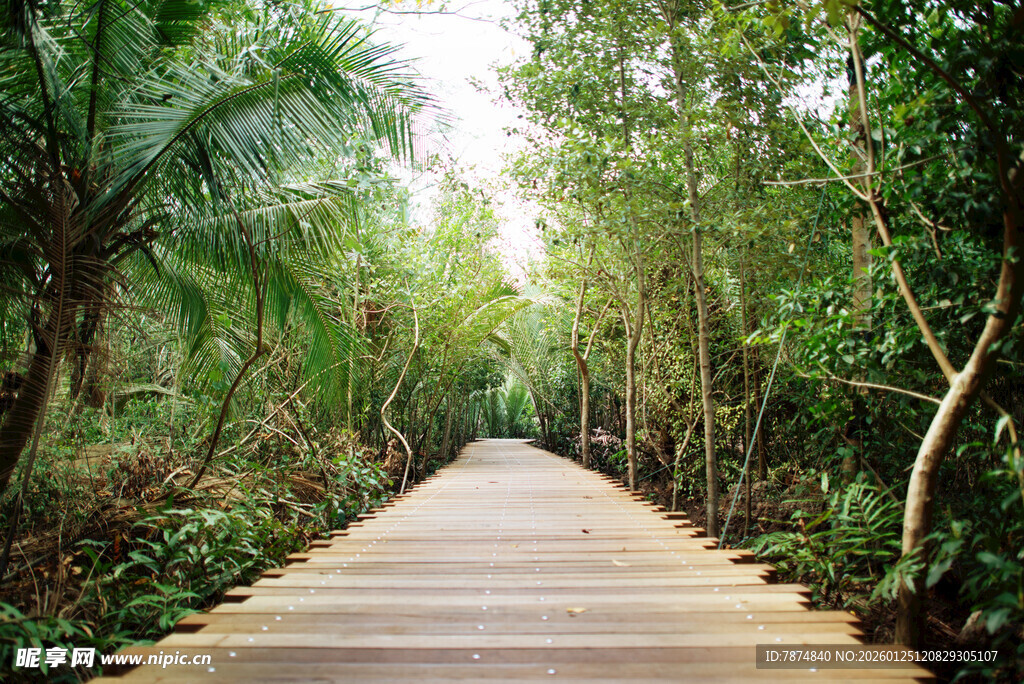 林间木栈道 绿意盎然