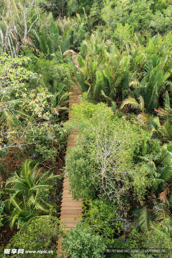 新加坡空中俯瞰绿意盎然的小径