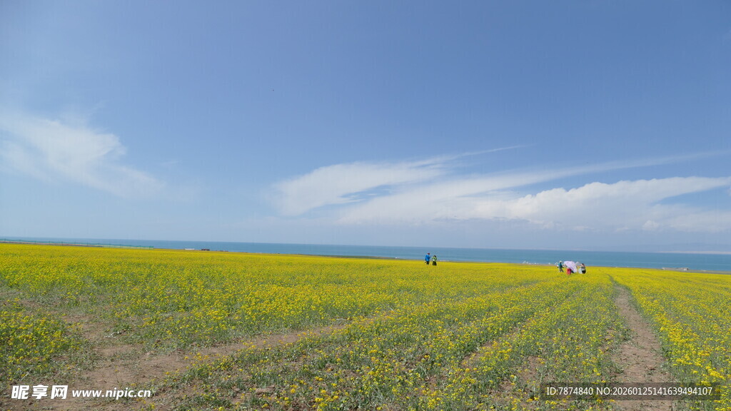金黄油菜花田的美丽风光