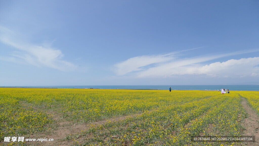 金黄油菜花田的美丽风光
