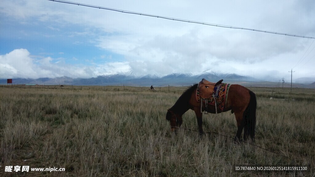 草原上低头吃草的骏马