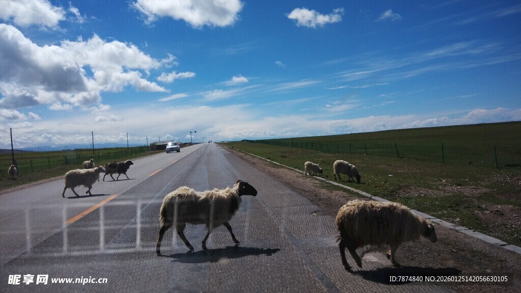 草原公路上的羊群