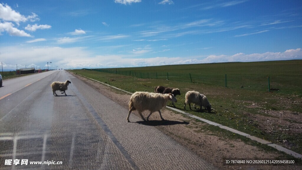 公路上的羊群