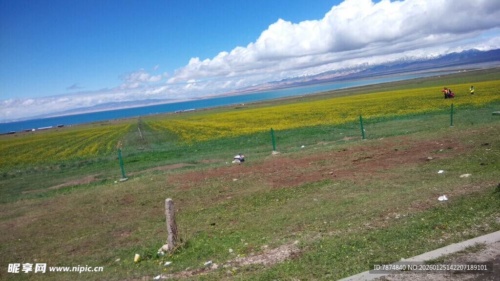 草原花海与蓝天美景