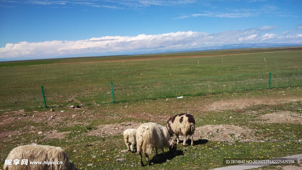 草原羊群风景