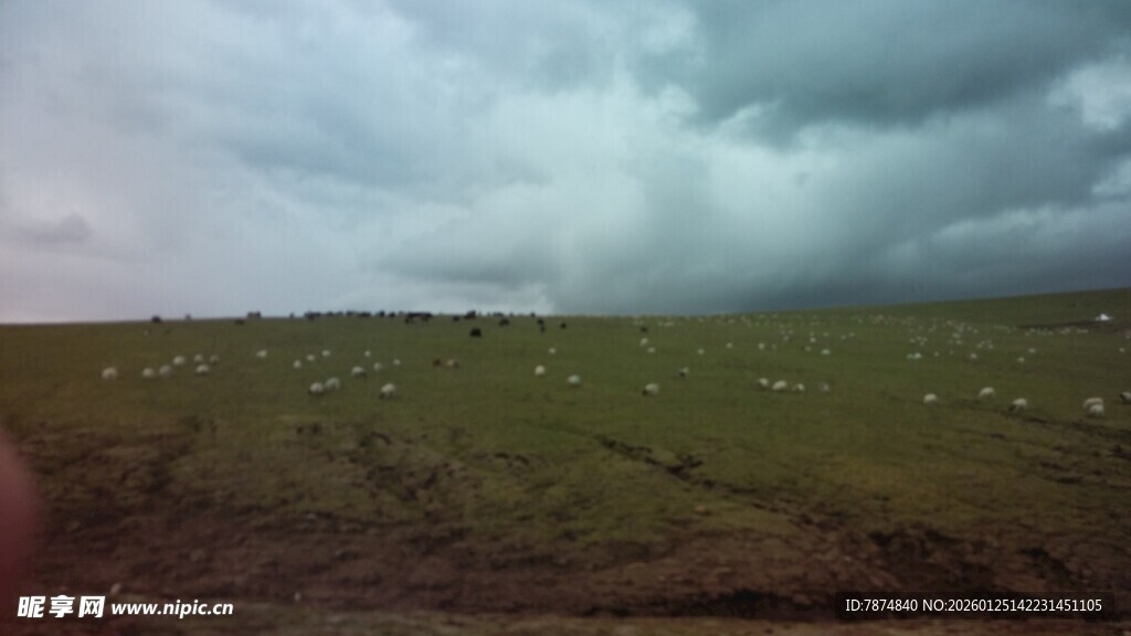 草原乌云下的羊群