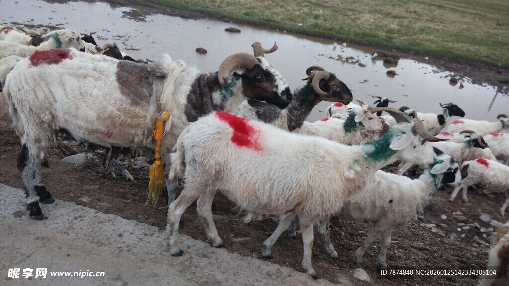 一群羊在户外聚集