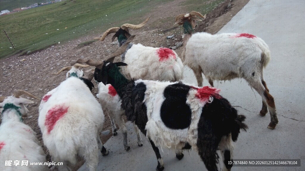 路上行走的带标记羊群