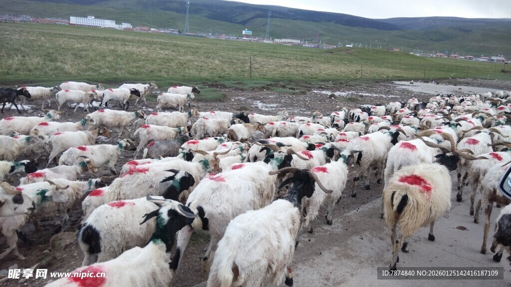 草原上的羊群大迁徙