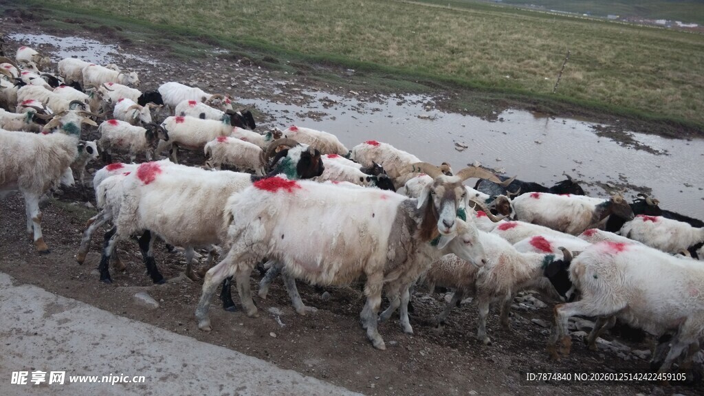 羊群在道路上集体行进