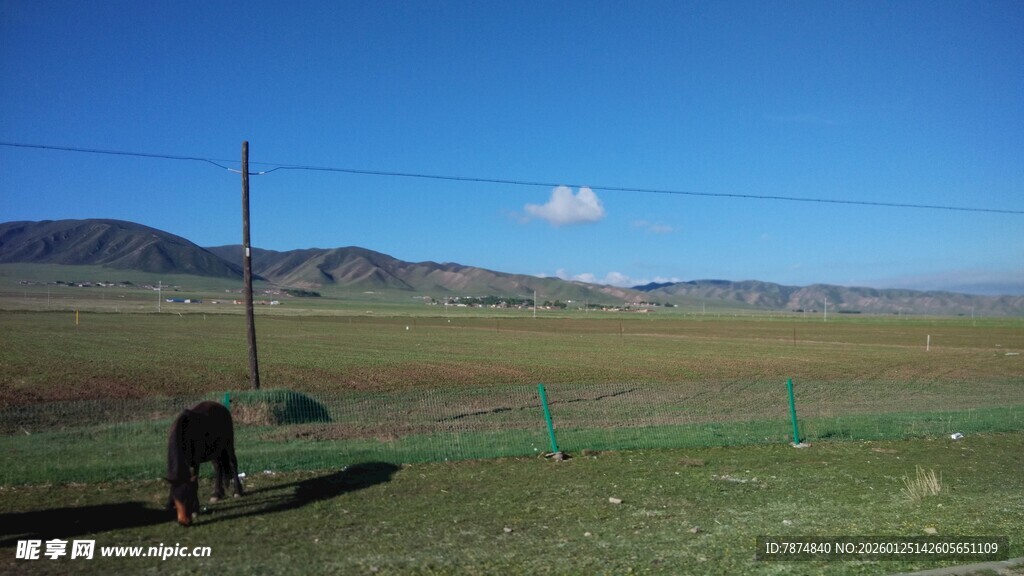 草原上的孤单马儿