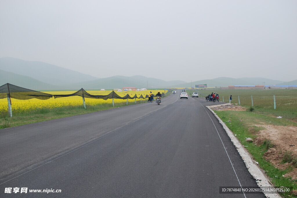 公路旁金黄灿烂的油菜花田