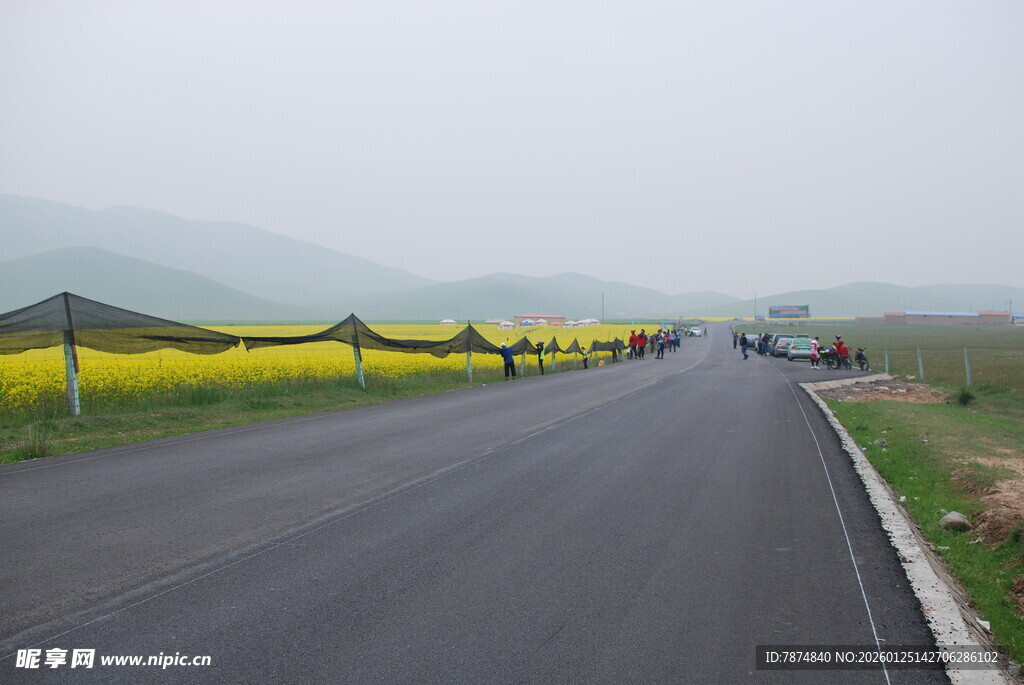 公路旁的灿烂油菜花海