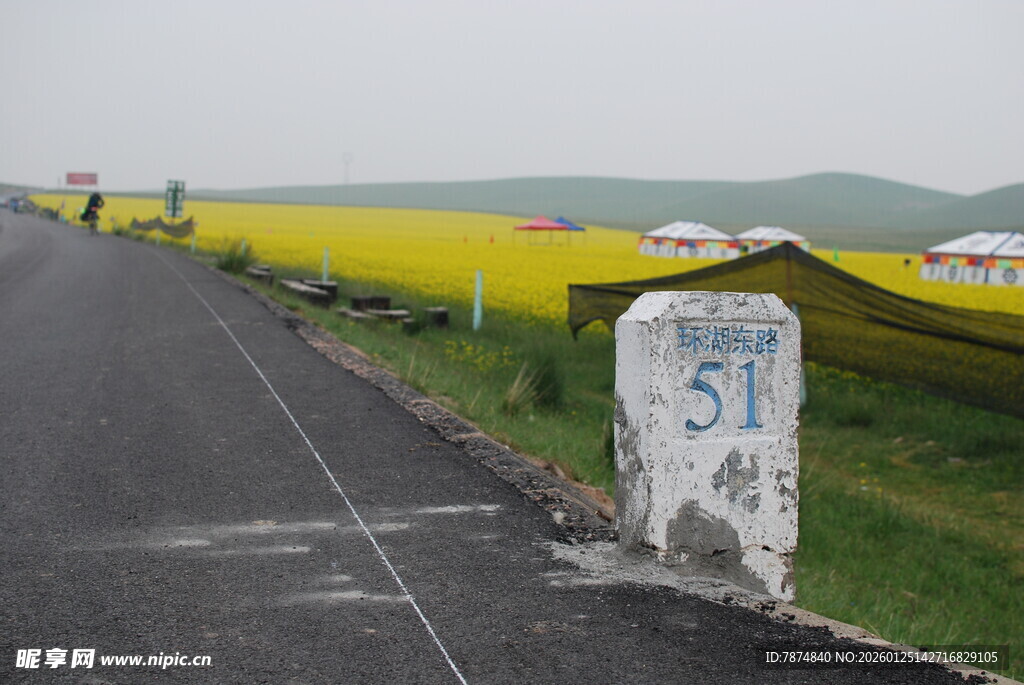 公路旁的黄色花海与路标