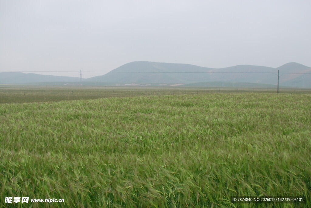 广袤绿野 远山朦胧