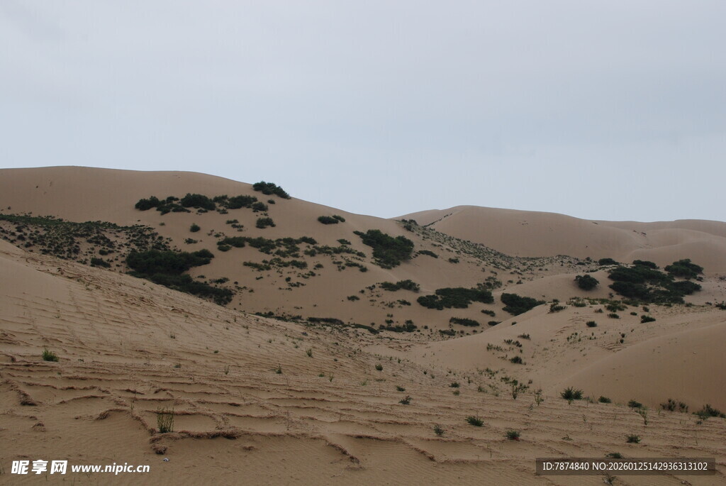 沙漠中的零星绿植景观